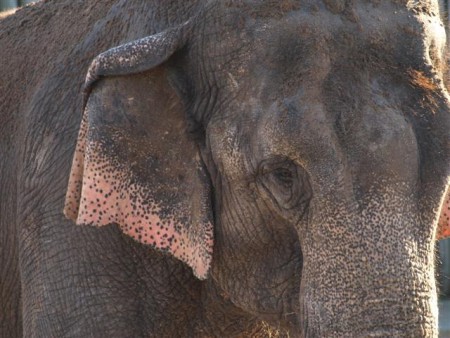 zoo elephant